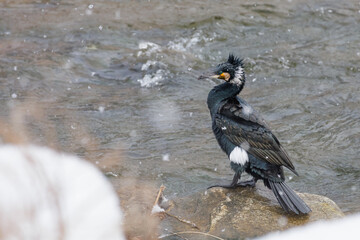 Snowy day, A freshwater cormorant resting on a rock
