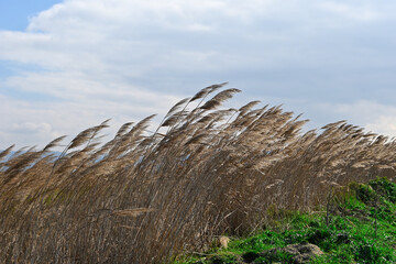 reeds on a windy day