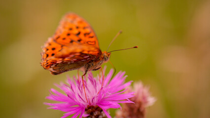 Oranger Schmetterling auf pinker Blüte, Tagfalter im Profil auf Sommerblume, Seitenansicht eines Insekts, Naturdetail.