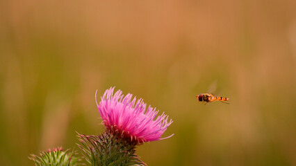 Schwebfliege im Anflug auf Distelblüte, Insekt und Blume in natürlicher Interaktion, Sommer in der Wiese, Makroaufnahme.