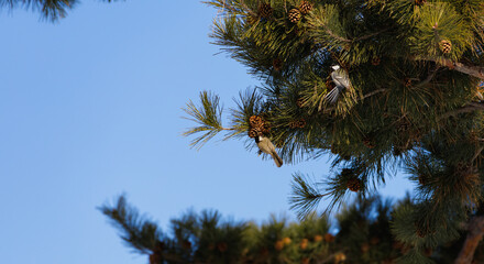 Parus minor(Japanese or Oriental tit) eating seeds from pine cones © Sepe44
