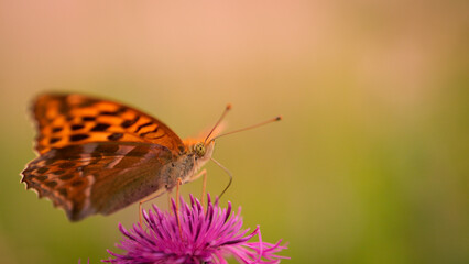 Schmetterling auf pinker Blüte im Profil, orangefarbener Tagfalter auf Sommerblume, Seitenansicht eines Insekts auf Pflanze, Naturdetail.
