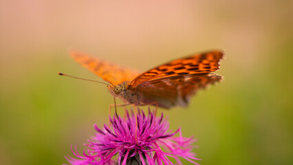 Orangener Schmetterling auf lila Blüte, Makroaufnahme von Insekt und Blume in der Natur, Farbenpracht im Sommergarten, Tierwelt.