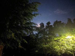 Obraz premium Moon hidden by trees