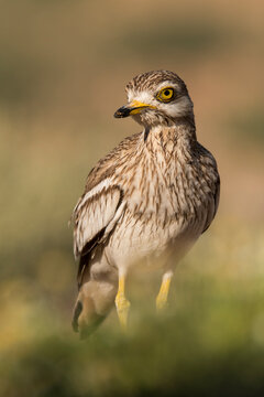 Stone curlew on grass in nature during sunny day