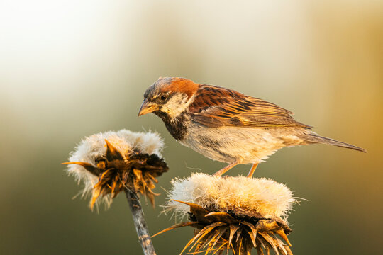 Small Sparrow Resting On Flower In Nature