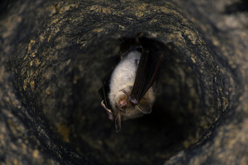 Close up strange animal Greater mouse-eared bat Myotis myotis hanging upside down in the hole of the cave and hibernating. Wildlife photography.