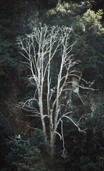 Weißer toter Baum an Bergflanke auf Madeira