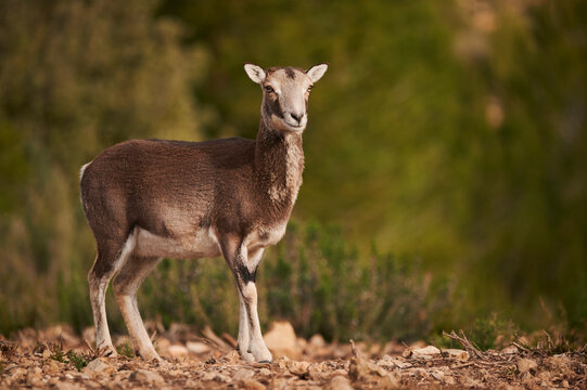 Wild sheep in forest