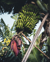 Obraz premium Bananenstaude am Baum
