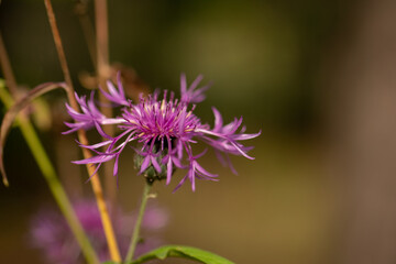 Violette Flockenblume in Nahaufnahme, Wildblume im Sommerlicht, zarte Blütenblätter in Naturdetail, Botanik am Wegesrand.