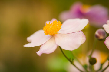 Pink bloom of Eriocapitella hupehensis  (Anemone hupehensis) | ornamental plant blooming in garden, balcony with more blossoms in bokeh