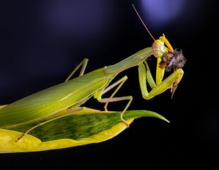 A female European mantis or religious mantis has caught and eats a bumblebee on a leaf 