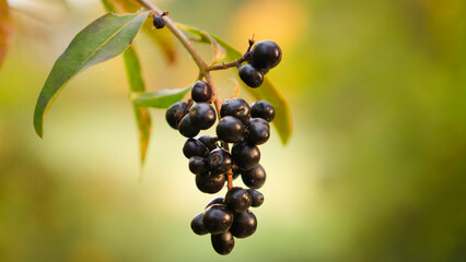 Privet berries (Ligustrum) in warm soft light with green bokeh background | detail of ornamental hedge, gardening, foliage for backyard privacy