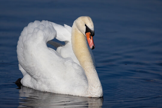 Cigno reale in parata 
