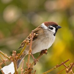 Mazurek (Passer montanus) in winter.