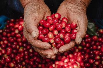 Granos de café rojos en mano de productor de café recién cosechados