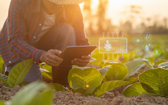Farmer working in the  tobacco field, examining and using digital tablet to find an information or analyze on tobacco plant after planting. Technology for agriculture Concept