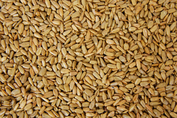 sunflower seeds background and texture