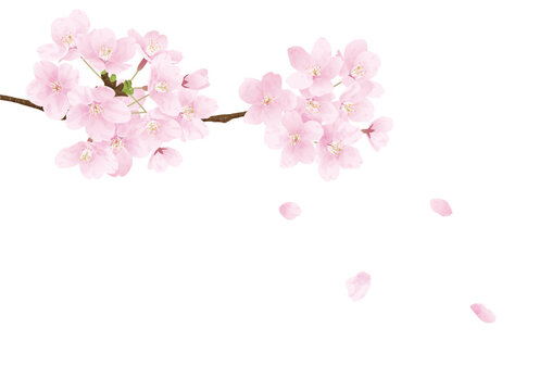花弁が舞う桜のイラスト