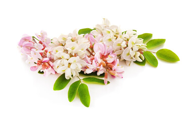 White and pink acacia flower.