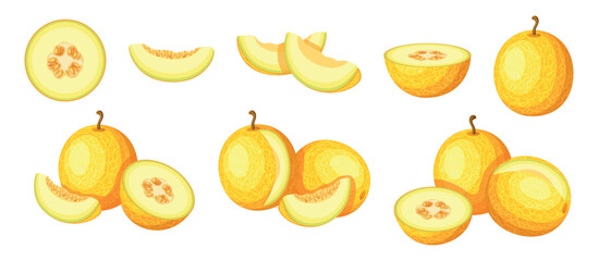 Set of fresh yellow melons in cartoon style. Vector illustration of delicious fruits whole and cut, big and small sizes isolated on white background.