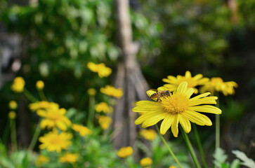 Closed up yellow flowers in the garden