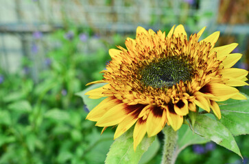 Summer landscape: beauty sunset over sunflowers field