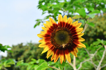 Summer landscape: beauty sunset over sunflowers field
