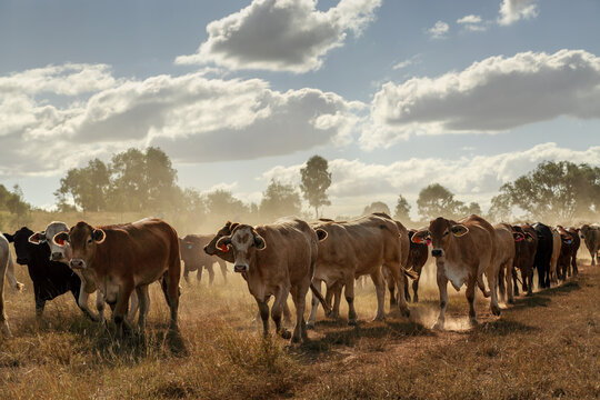 A mob of cattle on the move kicking up dust.