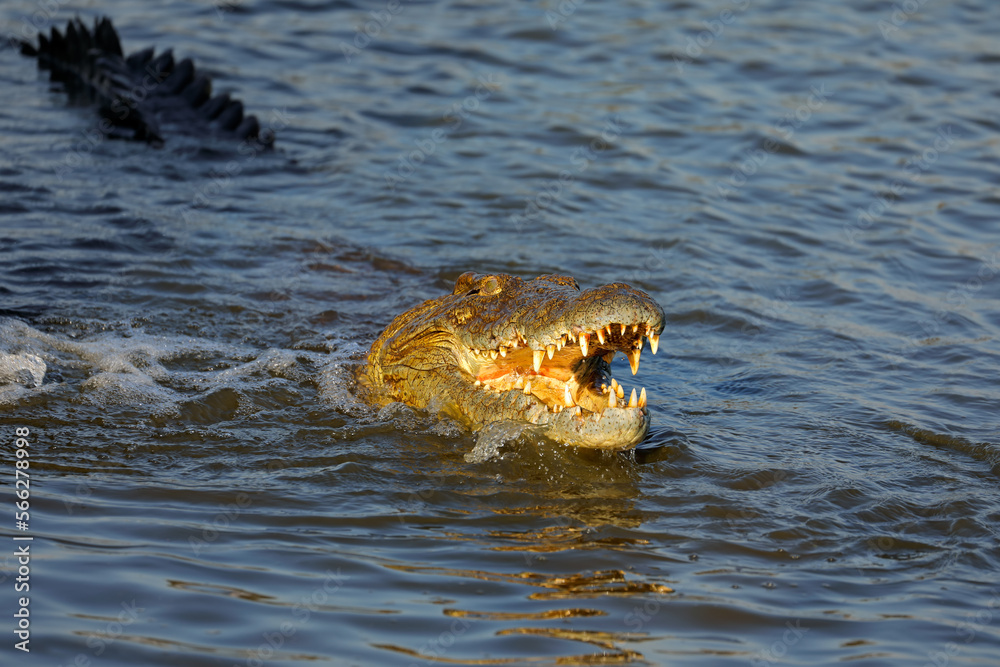 Wall mural Large Nile crocodile (Crocodylus niloticus) with open jaws in water, Kruger National Park, South Africa.