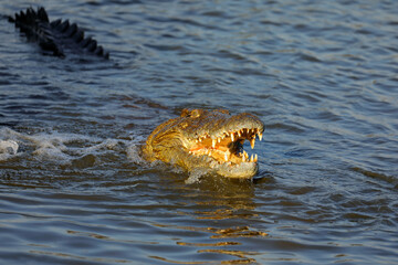 Large Nile crocodile (Crocodylus niloticus) with open jaws in water, Kruger National Park, South...