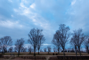冬の早朝　曇り空の公園で　　滋賀県守山市　びわこ地球市民の森