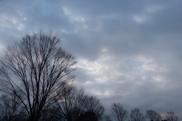 冬の早朝　曇り空の公園で　　滋賀県守山市　びわこ地球市民の森