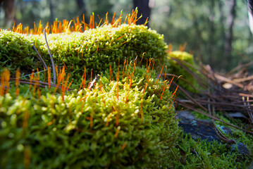 Macro photo of moss sporophytes in the forest