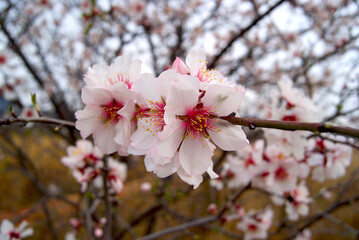 Flowers almond trees in bloom. Flowers of February month.