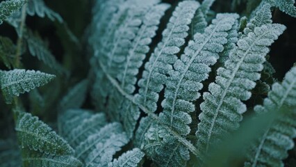 Green frozen leaves background. Green plant with frost or hoarfrost in early morning, close up.