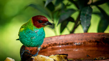 blue and green wing bird with red head