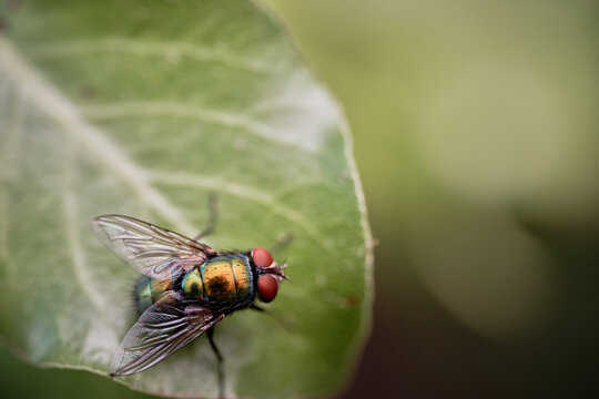 Green Bottle Fly on a Leaf