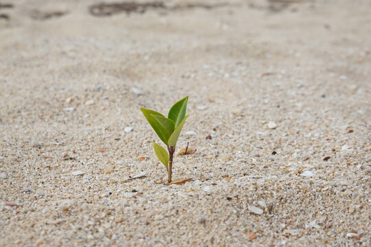Rise life plant growing on grought land