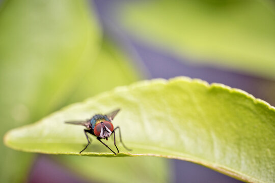 Common Green Bottle Fly Looking at Camera