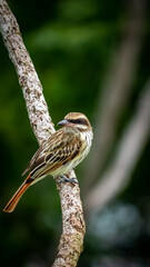 sparrow on a small branch