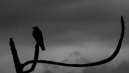 silhouette of a bird on a branch