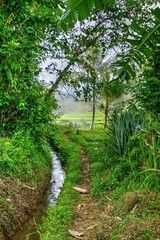 Naklejka premium Tropical forest