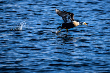 King Eider (somateria spectabilis) flying in the Arctic Sea, B&aring;tsfjord, Norway. Seabird that starts in the water.