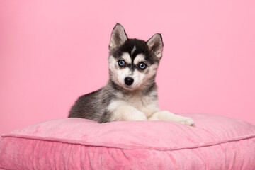 Cute pomsky puppy lying on a pink cushion looking at the camera with space for copy