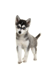Cute pomsky puppy standing solated on a white background with blue eyes, seen from the front