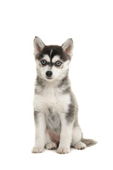 Cute pomsky puppy sitting solated on a white background looking at the camera with blue eyes