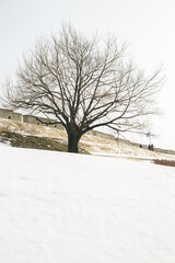 Winter of Hwaseong Fortress. Big tree and snow in Suwon, Korea