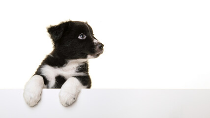 Portrait of cute australian shepherd puppy looking away  isolated on a white background with space for copy